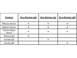 IgG Heavy Chain Goat anti-Monkey, Texas Red, Polyclonal, Secondary Antibody, Novus Biologicals™